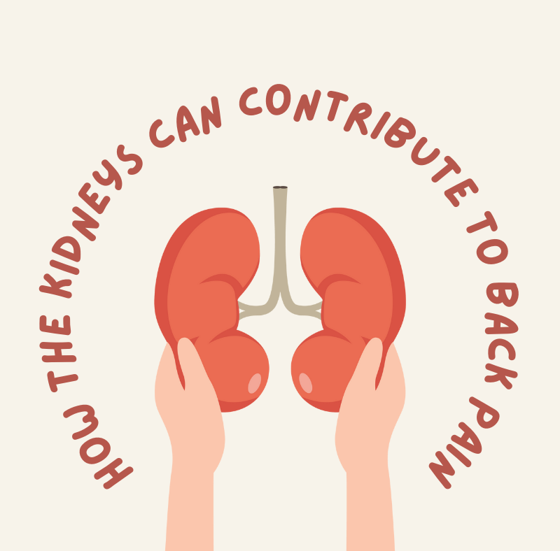 How the Kidneys Can Contribute to Back Pain